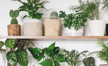 row of different shaped potted plants on a wood shelf.
