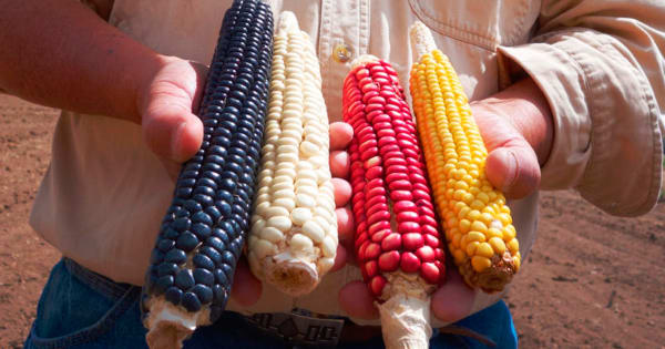 Clayton Brascoupé holds several ears of indigenous corn. (Photo courtesy of SEED: The Untold Story / Collective Eye Films)