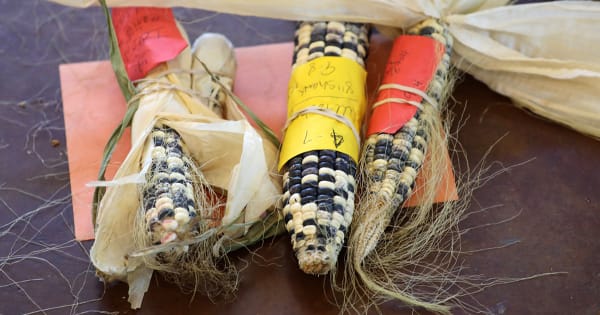 Agricultural biodiversity is embraced through a collaboration between farmers in Nebraska and the Pawnee, who resided in the area before being displaced from their traditional homelands.