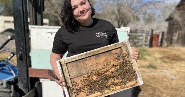 Caroline Yelle holds a frame from her beehives while searching for a healthy queen bee.