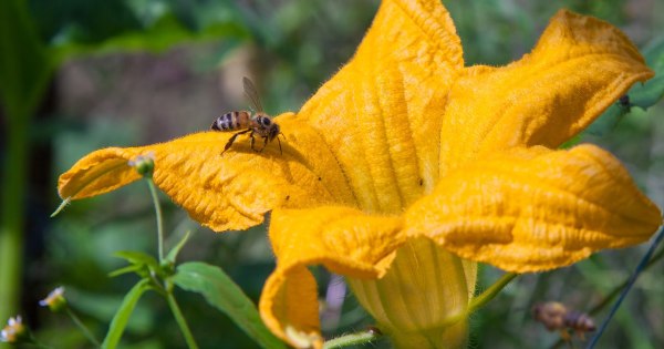 Bee pollinating the flower of a pumpkin