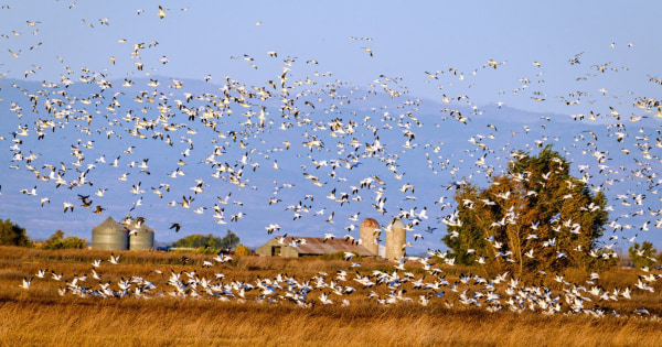 Snow Geese fly over Sacramento National Wildlife Refuge. (Photo credit: Yiming Chen, Getty Images)