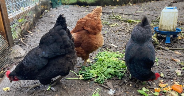 two black chickens and a brown chicken peck at produce in a backyard area