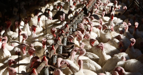 SONOMA, CA - NOVEMBER 19: With less than one week before Thanksgiving, thousands of turkeys stand in a feed house at the Willie Bird Turkey Farm November 19, 2007 in Sonoma, California. An estimate of more than forty-five million turkeys are cooked and eaten during the annual Thanksgiving meals in the United States. (Photo by Justin Sullivan/Getty Images)